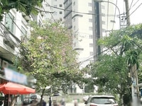 Nhà Bán Mặt tiền đường Châu Thị Hoá F4 Q8 Nhà Bán Mặt tiền đường Châu Thị Hoá F4 Q8