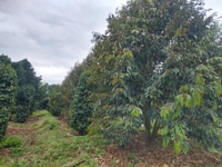 22000m2 nhà vườn sầu riêng bơ mặt tiền đường bê tông 22000m2 nhà vườn sầu riêng bơ mặt tiền đường bê tông