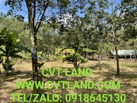 Đất mặt đường tuyến số 2 KCN BECAMEX ĐỒNG PHÚ xã tân tiến đồng phú Bp Đất mặt đường tuyến số 2 KCN BECAMEX ĐỒNG PHÚ xã tân tiến đồng phú Bp