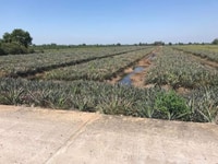 Cần bán 28 công đất thuộc xã Thạnh Tân, Tân Phước, tỉnh Tiền Giang Cần bán 28 công đất thuộc xã Thạnh Tân, Tân Phước, tỉnh Tiền Giang