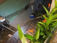 Bán nhà 2 tầng kiệt ô tô đến nhà Đường Trần Cao Vân - Thanh Khê Đông Bán nhà 2 tầng kiệt ô tô đến nhà Đường Trần Cao Vân - Thanh Khê Đông