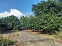 Bán vườn bưởi view sông Đồng Nai, mặt tiền đường Hương lộ 15,xã Bình L Bán vườn bưởi view sông Đồng Nai, mặt tiền đường Hương lộ 15,xã Bình L