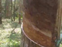 3.6ha cao su đẹp thu nhập cao 60tr/tháng 3.6 tỷ 3.6ha cao su đẹp thu nhập cao 60tr/tháng 3.6 tỷ