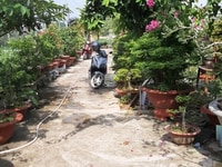 Bán đất thổ cư tại ấp Phước Hưng 2, xã Phước Lâm, huyện Cần Giuộc Bán đất thổ cư tại ấp Phước Hưng 2, xã Phước Lâm, huyện Cần Giuộc