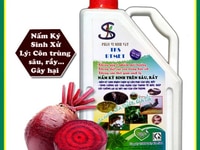 Chế phẩm vi sinh nấm 3 màu ( nấm xanh, nấm trắng, nấm tím ) Chế phẩm vi sinh nấm 3 màu ( nấm xanh, nấm trắng, nấm tím )