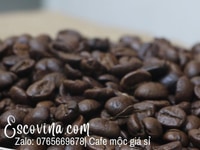 Cung cấp giá sỉ lâu dài cà phê mộc sạch tại Hà Nội Cung cấp giá sỉ lâu dài cà phê mộc sạch tại Hà Nội