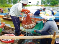 Đi bộ ra Bãi Tắm mới siêu đẹp 153m2 ven Biển Hồ Tràm ( Sổ riêng ) Đi bộ ra Bãi Tắm mới siêu đẹp 153m2 ven Biển Hồ Tràm ( Sổ riêng )
