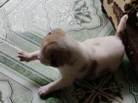 Bán chó con do chó nhà nuôi đẻ ra, giống lai tùm lum Bán chó con do chó nhà nuôi đẻ ra, giống lai tùm lum