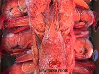 Tôm Hùm Baby Canada Hấp - New Fresh Foods Tôm Hùm Baby Canada Hấp - New Fresh Foods