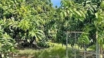 tôi chính chủ cần bán vườn bưởi,sầu riêng có nhà cấp 4 ở  tp đồng Xoai