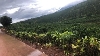 4900m đất cafe hiện đang có thu 3 tấn/ năm. có thổ cư. mặt tiền 60m 