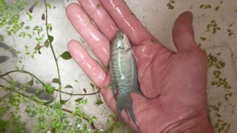 Cá cờ rắn xanh,abino sọc đỏ size to 