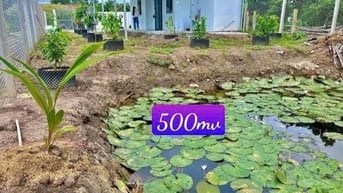 550m2 nhà + vườn, sổ hồng , ql13 quẹo vào 1,2km