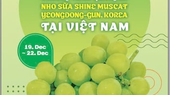 CHƯƠNG TRÌNH QUẢNG BÁ NHO SỮA  SHINE MUSCAT YEONGDONG-GUN, KOREA  