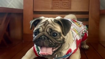 Cún pug cái 8 tháng , mặt xệ ! 