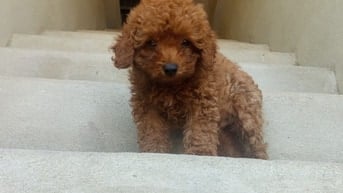 Poodle nhỏ- mới cai sữa phú bài