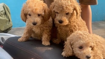 Cần gả bé poodle hai tháng tuổi