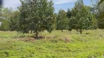 Đang Kẹt Cần Bán Vườn Sầu Riêng 2500m2 Thổ Cư sẵn, 600 triệu. 
