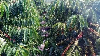 Chủ ngộp bán dưới 100 tr/sào 4het-ta Café đất đỏ xã Ea Kuêh, CuwMga