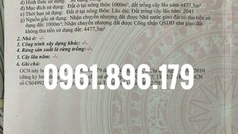 Bán lô đất thổ cư ngay sau chợ Hòa Phú, Hòa Phú, Củ Chi.