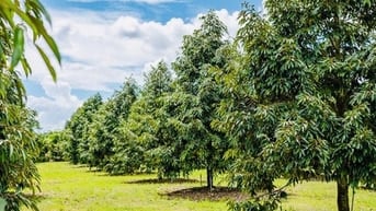 🆘[BÁN GẤP] 2 MIẾNG VƯỜN SẦU RIÊNG 3 NĂM TUỔI‼️