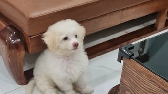 PHỐC LAI POODLE TÌM BỐ MẸ THƯƠNG