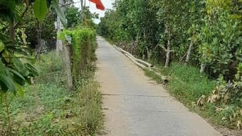 CẦN BÁN GẤP MẢNH VƯỜN SẦU RIÊNG CÂY LỚN – ĐANG CHỜ RA TRÁI!