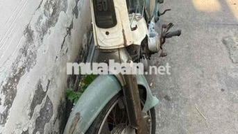 honda cup 81