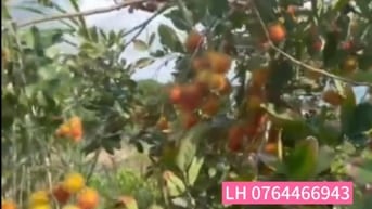 Cần tiền bán lỗ vườn chôm chôm, Bình Phước, 3500m2, 400m2 thổ cư