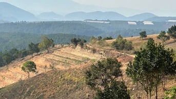150tr/1000m2 đất giấy viết tay có 3000m2 Tà Nung-Đà Lạt đang canh tác 