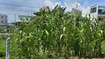 Bán đất khu Châu Long Long phước 3,8 tỷ tl