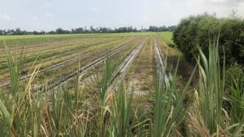 Bán 2346m2 Mt qlo N2, Tân Ninh - Tân Thạnh - Long An