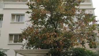 Cho thuê biệt thự liền kề khu Đô thị Splendora Bắc An Khánh, Hoài Đức