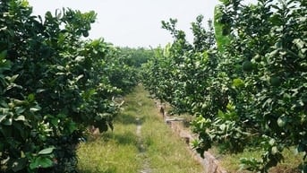 Chính chủ BÁN ĐẤT VƯỜN TRÁI CÂY ĐẸP TẠI PHÚ TÂN, ĐỊNH QUÁN, Đồng Nai 