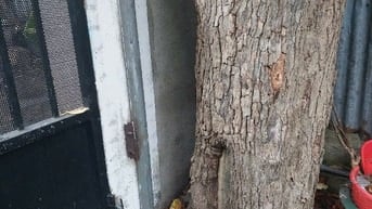 Bán cây vú sữa cổ thụ ở TpHCM .