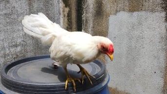 Gà tân châu lai tre cần tìm chủ mới