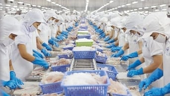 Bán nhà máy chế biến thuỷ hải sản tại Tiền Giang, tiêu chuẩn xuất khẩu