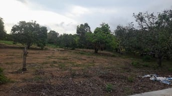 Bán đất đường Duyên Hải, Cần Giờ, 1000m2, full thổ cư, 20tr/m2