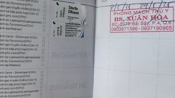 Bán chó cỏ dễ thương và ngoan 