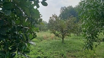 Cần bán vườn có nhà cấp 4 vừa ở