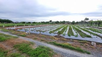 310m2 đất CLN Thị xã Trảng Bàng. Ngang 6,5m giá 600tr 