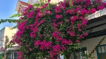 Cho Thuê Phòng Trọ Gần Công An Quận Ninh Kiều