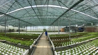 Cần bán đất hoặc cho thuê farm trồng rau thuỷ canh công nghệ cao 