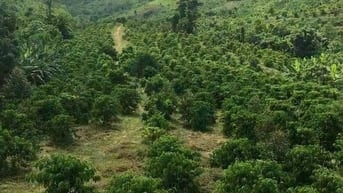 Bán vườn sầu riêng 73Ha tại Lộc Bắc, Bảo Lâm, Lâm Đồng