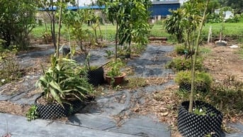 Bán đất vườn ngay KCN Lê Minh Xuân, Bình Chánh