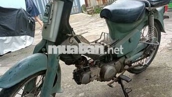 CUB 81