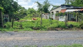 11x47 có 196m2 thổ cư. Gần KCN Hiệp Thạnh. 920tr 