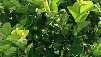 Bán lá ổi khô và lá ổi tươi, hàng sạch, không thuốc trừ sâu 