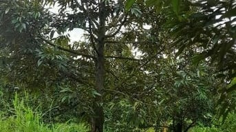 Bán đất vườn sầu riêng, mặt tiền sông lớn, 903m² giá chỉ 1 triệu/m2