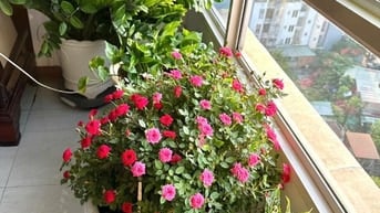 Anh về Q2 bán căn góc Cc ĐPN Tower 141m2 3PN NTCB nhà decor đẹp 